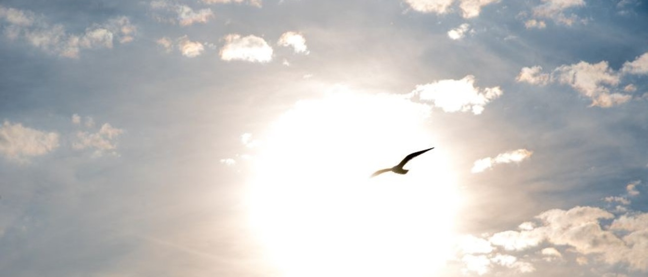 Spiritual Photo of Sky, Sun and a Bird